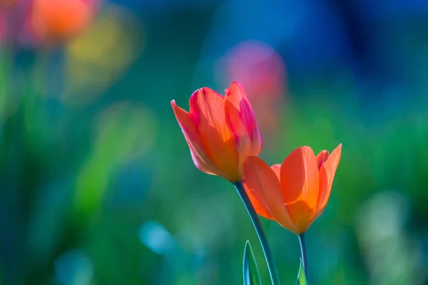 Duas tulipas vermelhas juntas — Fotografia de Stock