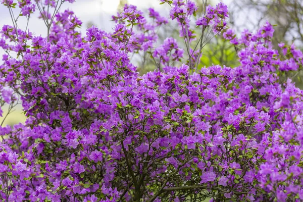 Rhododendron bloeit dicht — Stockfoto