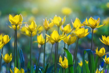 Tulipa Sylvestris çiçekleri