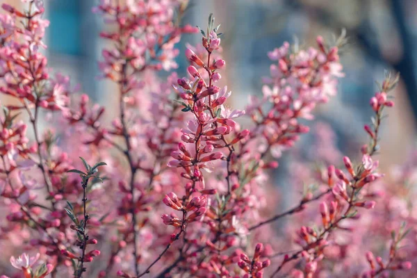 Prunus tenella blommor nÃ ¤ra — Stockfoto