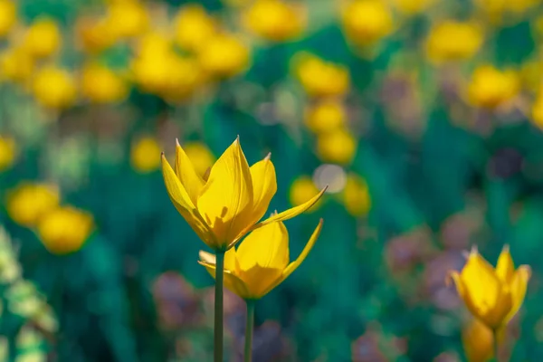 Tulipa sylvestris kwiaty — Zdjęcie stockowe