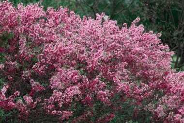 Prunus tenella çiçekleri yakınlaşır. Doğanın çiçekli arka planı. Baharda pembe cüce Rus badem çiçekleri. Mevsimlik duvar kâğıdı. Çiçek ağacı dalı