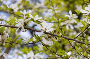 Magnolia kobus çiçekleri yakınlaşır. Doğanın çiçekli arka planı. Baharda beyaz manolya çiçekleri. Mevsimlik duvar kâğıdı. Bulanık arkaplanda çiçek açan Kobushi dalı