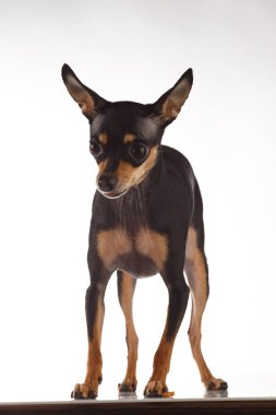 Oyuncak Terrier köpek portresi.