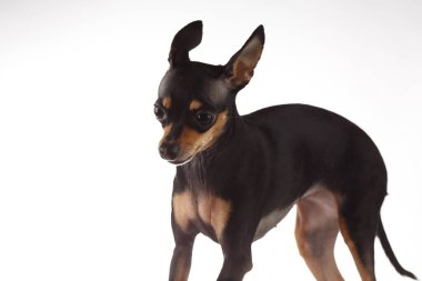 Oyuncak Terrier köpek portresi.