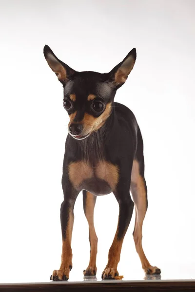 Toy Terrier Hund Foto-Porträt. — Stockfoto