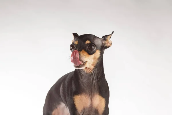 Toy Terrier Hund Fotoporträt. Toy-Terrier zeigt die Zunge. — Stockfoto