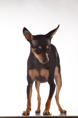 Oyuncak Terrier köpek portresi.