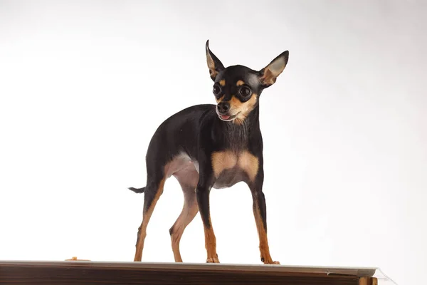 Toy Terrier retrato da foto do cão. — Fotografia de Stock