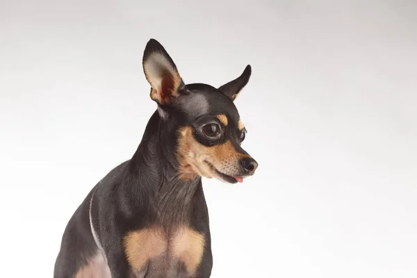 Toy Terrier Hund Fotoporträt. Toy-Terrier zeigt die Zunge. — Stockfoto