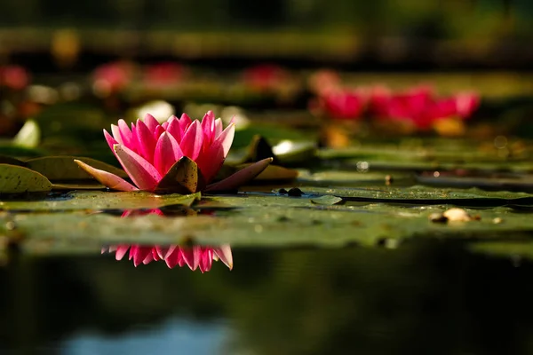 Pink Lotus Black Background Delicate Flower Pond Tropical Floral Natural — Stock Photo, Image