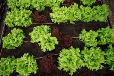 Üst görüntü, yüksek açı görünümü