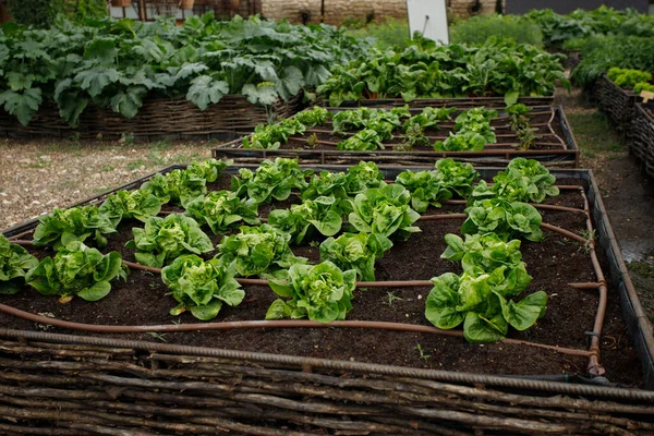 Culture Récolte Légumes Biologiques — Photo