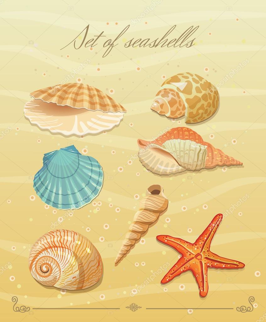 Collection of sea shells. — Stock Vector © Tsyhanova 44428375