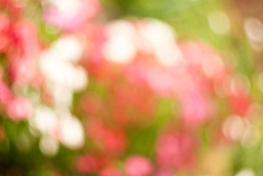 soyut bulanık yeşil-pembe arka plan.