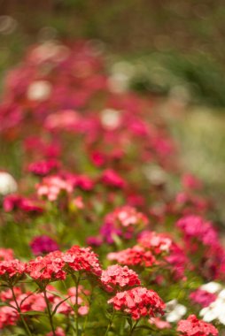 Yazın parkta güzel renkli çiçekler.
