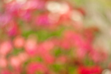 Bulanık pembe çiçek arkaplanı