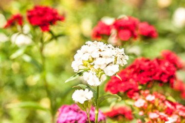 Bahçedeki güzel çiçekler