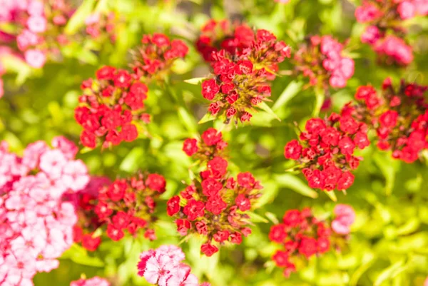 Hermosas Flores Colores Sobre Fondo Verde —  Fotos de Stock