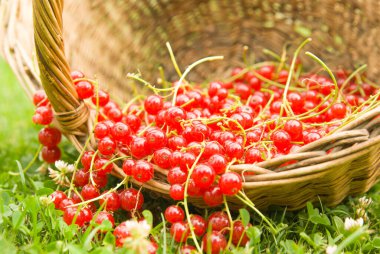 Yerde kırmızı olgun böğürtlenlerle dolu bir sepet. yaz hasadı.