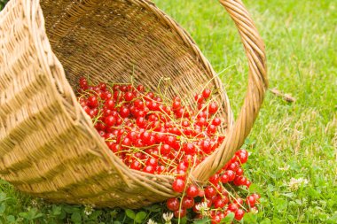 Olgun kırmızı böğürtlenler yeşil çimlerin üzerinde bir sepette