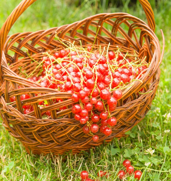 Groselha Vermelha Recém Colhida Jardim Verão — Fotografia de Stock