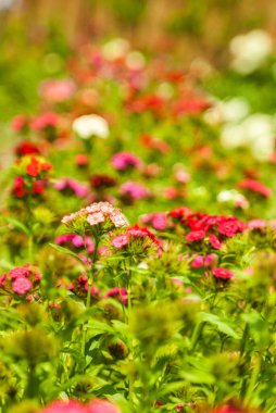 Bahçedeki güzel çiçekler