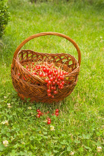 Ripe Red Berries Basket Strawberries Green Grass — Stock Photo, Image