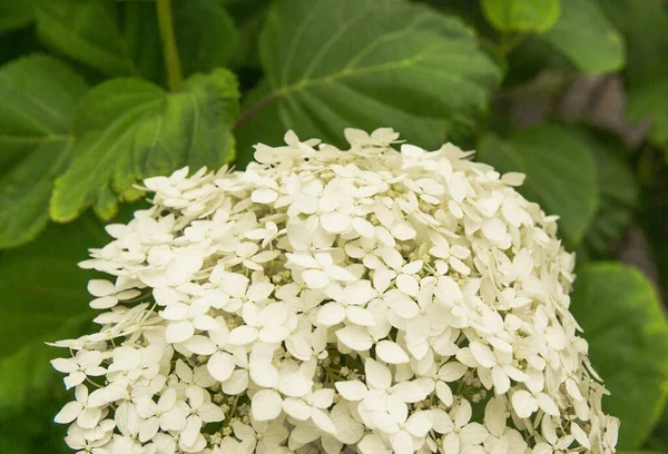 Λευκή Ορτανσία Στο Πράσινο Φυτό Στη Φύση — Φωτογραφία Αρχείου