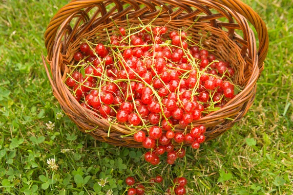 Red Currant Garden — Stock Photo, Image