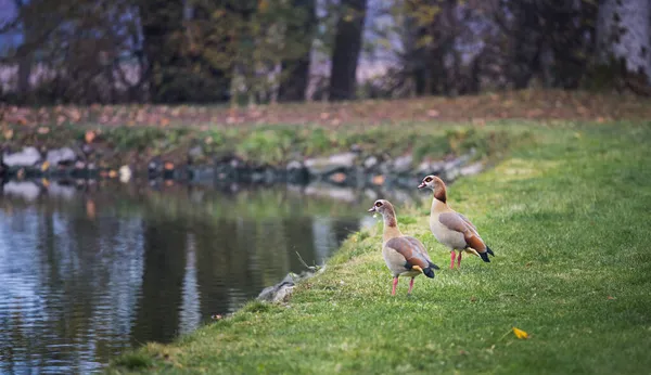 Par Gansos Egipcios Junto Embalse Alopochen Aegyptiaca Naturaleza Salvaje —  Fotos de Stock