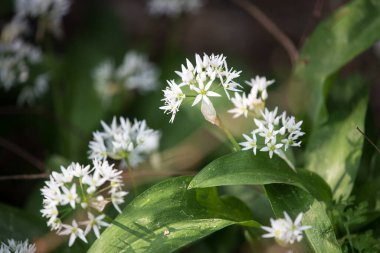 Ramson wild garlic or bear\'s garlic growing in the forest in spring during the flowering period.