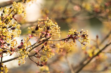 Japanese red maple flowers. Spring flowering plants.