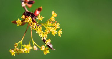 Japanese red maple flowers. Spring flowering plants.