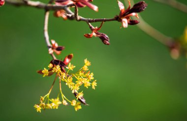Japanese red maple flowers. Spring flowering plants.