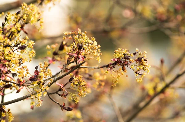 Japanese Red Maple Flowers Spring Flowering Plants — Stock Photo, Image