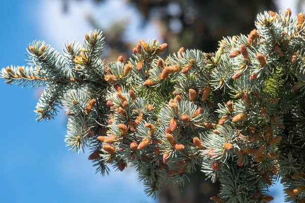Blooming Blue Spruce Young Shoots Pine Tree Flowering Spruce Branch — Fotografia de Stock