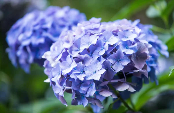 Flower of Hydrangea macrophylla. Blue hydrangea flowers and leaves. Close-up.
