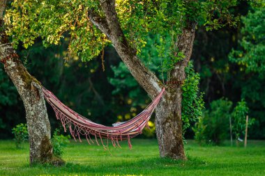 Ağaçların arasında sallanan renkli hamamböceği