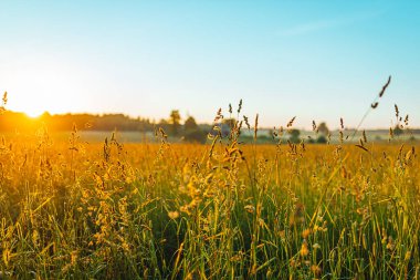Otlu, çiçekli, uzun yeşil çimenlere odaklan, gün doğumu manzaralı.