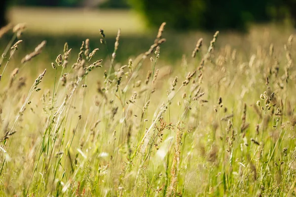 专注于长满杂草和花朵的青草 日出美景 — 图库照片