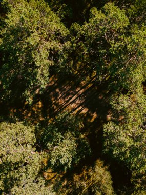 Vertical aerial view on forest path, green forest trees in summer time. Forest view 