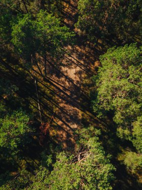 Vertical aerial view on forest path, green forest trees in summer time. Forest view 