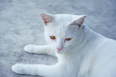 Tay beton zemin üzerinde beyaz renkli kedi