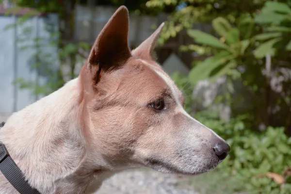 泰国的狗 — 图库照片
