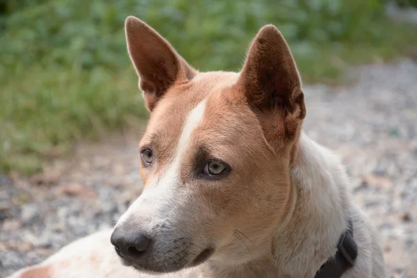 Tay köpek — Stok fotoğraf