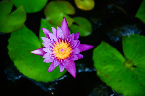 紫莲花池塘里 — 图库照片