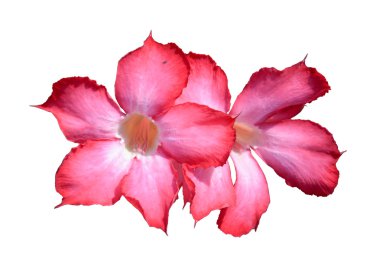 çöl gülü veya ping bignonia izole beyaz zemin üzerine