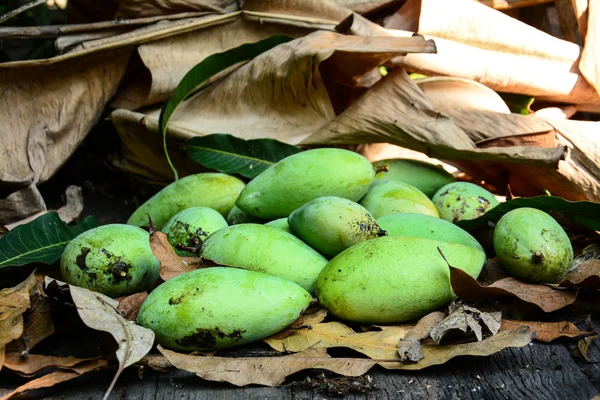Zelené mango na suché listí — Stock fotografie