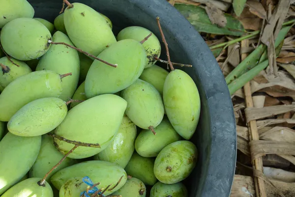 Grüne Mangos — Stockfoto